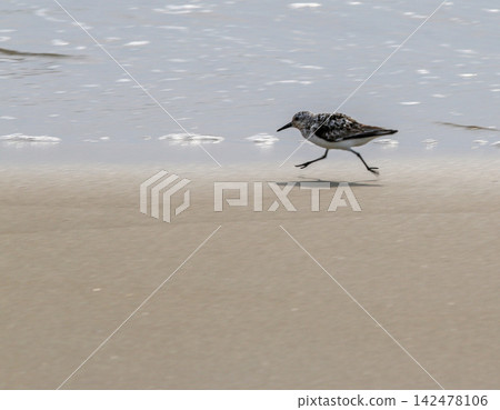 Plover Bird Running Along the Beach in Corolla North Carolina Plover Bird Running Along the Beach in Corolla North Carolina 142478106