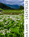 White flowers blooming in a buckwheat field 142478126