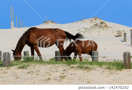 Wild Horses Graze in Corolla North Carolina Near Sand Dunes Wild Horses Graze in Corolla North Carolina Near Sand Dunes 142478202