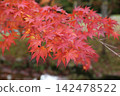 鮮紅的秋葉 142478522