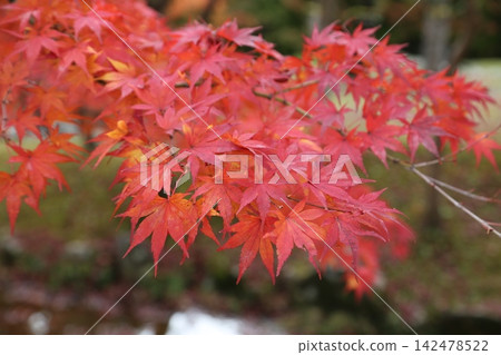鮮紅的秋葉 142478522