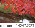鮮紅的秋葉 142478523