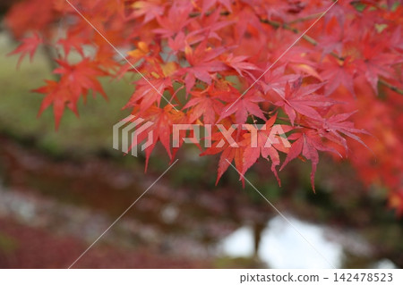 鮮紅的秋葉 鮮紅的秋葉 142478523