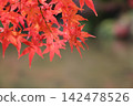 鮮紅的秋葉 142478526