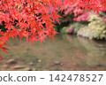 池塘邊的秋葉生氣勃勃 142478527