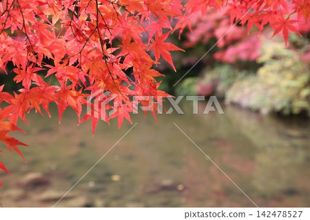 池塘邊的秋葉生氣勃勃 池塘邊的秋葉生氣勃勃 142478527