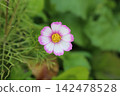秋天盛開的粉紅波斯菊 142478528