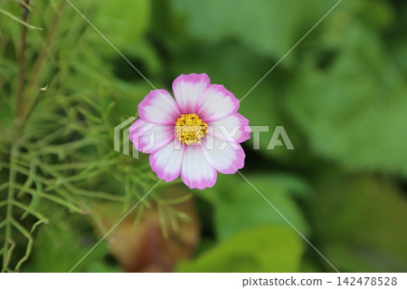 秋天盛開的粉紅波斯菊 142478528