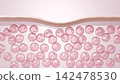 3DCG of a cross-sectional skin structure showing skin problems caused by deterioration of collagen and elastin. 142478530