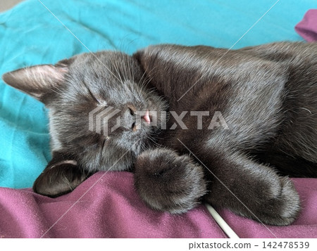 Cute black cat kitten asleep with his tongue sticking out silly Cute black cat kitten asleep with his tongue sticking out silly 142478539