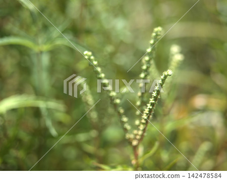 八月酷暑中,蓼科植物虎杖(Polygonum cuspidatum)嬌嫩的白色花朵開始綻放。 八月酷暑中,蓼科植物虎杖(Polygonum cuspidatum)嬌嫩的白色花朵開始綻放。 142478584