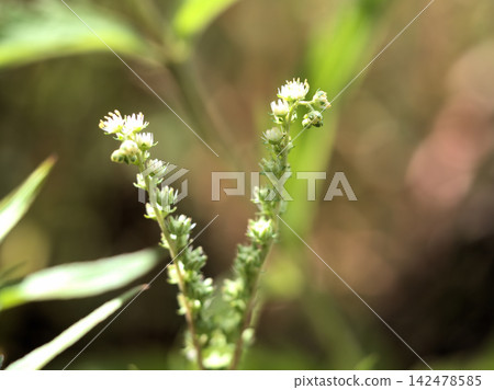 八月酷暑中,蓼科植物虎杖(Polygonum cuspidatum)嬌嫩的白色花朵開始綻放。 八月酷暑中,蓼科植物虎杖(Polygonum cuspidatum)嬌嫩的白色花朵開始綻放。 142478585