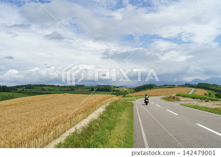 北海道美瑛的金色麥田和山丘,即將迎來豐收:夏日農業景象。 北海道美瑛的金色麥田和山丘,即將迎來豐收:夏日農業景象。 142479001