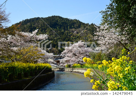 山科水道,櫻花和油菜花競相盛開。 山科水道,櫻花和油菜花競相盛開。 142479045