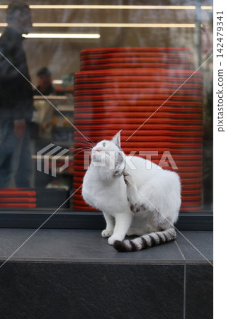 White cat sits outside a shop with red stacks. White cat sits outside a shop with red stacks. 142479341