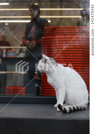 White cat sits outside a shop with red stacks. 142479342