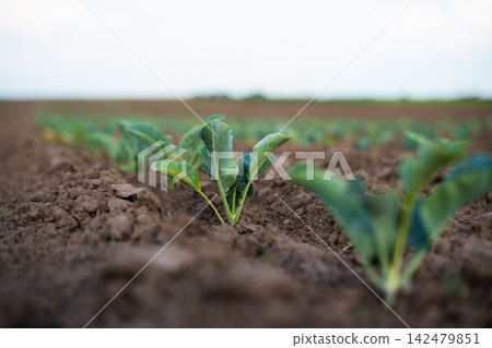 Young cabbage plants growing in rows in healthy soil, representing sustainable agriculture and organic farming Young cabbage plants growing in rows in healthy soil, representing sustainable agriculture and organic farming 142479851
