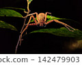 Huntsman spider on green leaf at night in Kinabatangan River rainforest 142479903