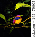 Oriental dwarf kingfisher sleeping on branch at night in Kinabatangan River rainforest 142479905