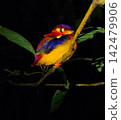 Oriental dwarf kingfisher sleeping on branch at night in Kinabatangan River rainforest 142479906