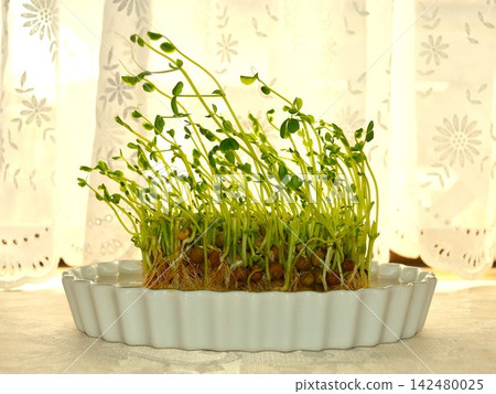 Radish sprouts are delicious twice over when grown hydroponically - Part 2 Radish sprouts are delicious twice over when grown hydroponically - Part 2 142480025