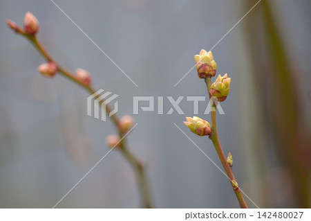 早春樹芽 早春樹芽 142480027