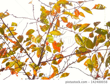 Colorful autumn leaves Colorful autumn leaves 142480038