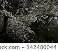 夜晚的櫻花 142480044
