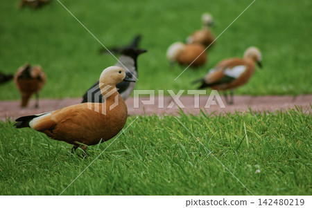 Group of Brown Ducks Standing on Green Grass 142480219