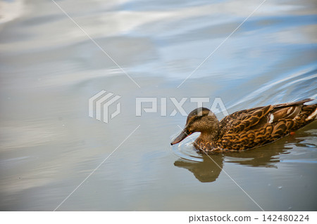 Brown Duck Floating on Calm Water Brown Duck Floating on Calm Water 142480224