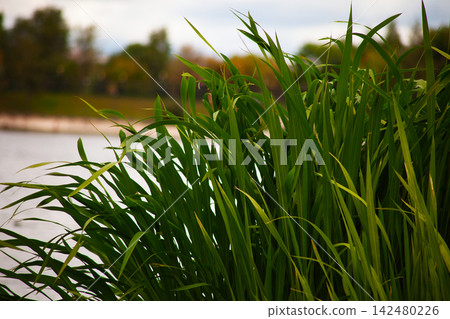 Tall Green Reeds and Grass in a Natural Wetland Setting Tall Green Reeds and Grass in a Natural Wetland Setting 142480226