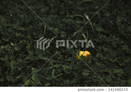 Tiny Yellow Flower Surrounded by Dark Green Foliage Tiny Yellow Flower Surrounded by Dark Green Foliage 142480233
