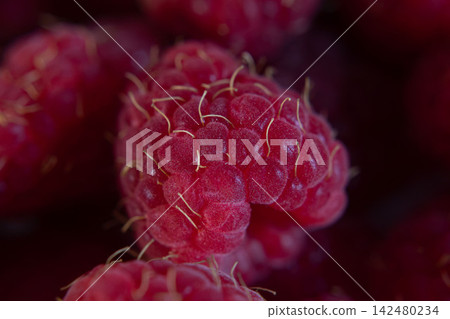 Macro close-up of a ripe red raspberry in selective focus against dark blurred berries. Detailed fruit surface and fine hairs for food, berry texture, freshness and nutrition concepts Macro close-up of a ripe red raspberry in selective focus against dark blurred berries. Detailed fruit surface and fine hairs for food, berry texture, freshness and nutrition concepts 142480234