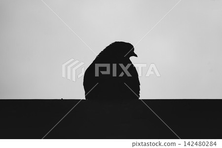 Pigeon Silhouette Perched on a Ledge, Black and White Urban Wildlife Photography Pigeon Silhouette Perched on a Ledge, Black and White Urban Wildlife Photography 142480284