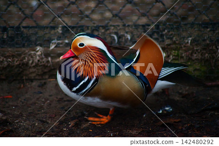 Diverse Wildlife Collection of Exotic Animals, Birds and Landscapes for Conservation Diverse Wildlife Collection of Exotic Animals, Birds and Landscapes for Conservation 142480292