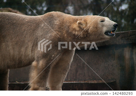 Polar Bear Standing in a Zoo Habitat, Arctic Wildlife and Climate Conservation Polar Bear Standing in a Zoo Habitat, Arctic Wildlife and Climate Conservation 142480293