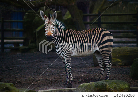 Grevy's Zebra Walking in Natural Habitat, Endangered Wildlife and Safari Photography 142480296