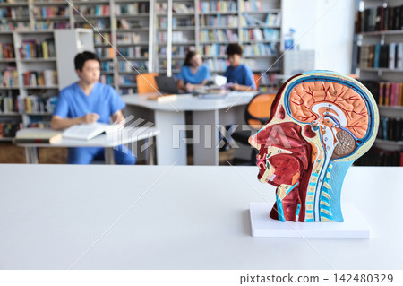 Close up of a detailed human head and brain sagittal section model with diverse medical interns studying at a library desk behind Close up of a detailed human head and brain sagittal section model with diverse medical interns studying at a library desk behind 142480329