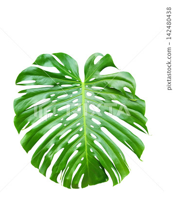 Monstera leaf on a white background. Monstera leaf on a white background. 142480438