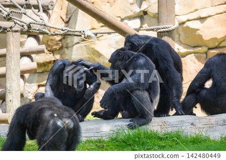 Chimpanzees grooming each other showing social interaction Chimpanzees grooming each other showing social interaction 142480449