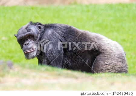 Chimpanzee peering from grass looking at camera Chimpanzee peering from grass looking at camera 142480450