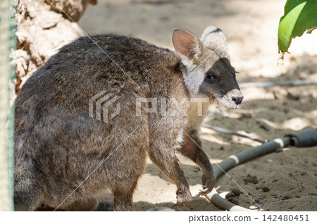 Wallaby standing outdoors on sand looking right Wallaby standing outdoors on sand looking right 142480451