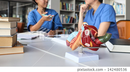 Anatomical model of male reproductive system and prostate on a desk with blurred medical students in a library. Urology and andrology study Anatomical model of male reproductive system and prostate on a desk with blurred medical students in a library. Urology and andrology study 142480536