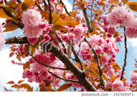 Pink Cherry Blossoms in Full Bloom Against Blue Sky Pink Cherry Blossoms in Full Bloom Against Blue Sky 142480971