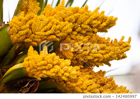 Green Bamboo Stalks in a Natural Forest Setting Green Bamboo Stalks in a Natural Forest Setting 142480997