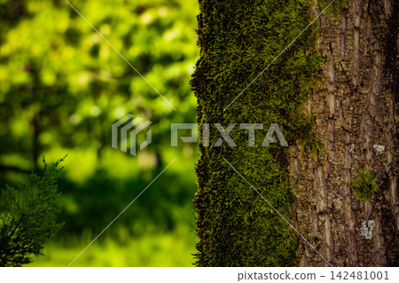 Moss Covered Tree Trunk in Lush Forest Moss Covered Tree Trunk in Lush Forest 142481001
