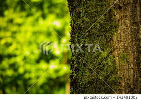 Moss Covered Tree Trunk in Lush Forest Moss Covered Tree Trunk in Lush Forest 142481002