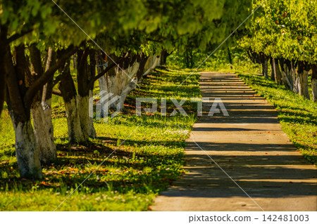 Tree Lined Park Pathway with Sunlight and Green Foliage Tree Lined Park Pathway with Sunlight and Green Foliage 142481003