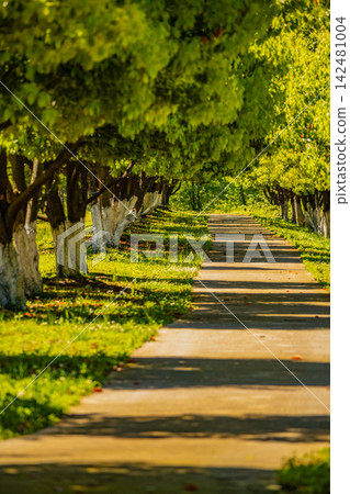 Tree Lined Park Pathway with Sunlight and Green Foliage Tree Lined Park Pathway with Sunlight and Green Foliage 142481004
