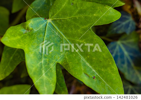 Green Ivy Leaf Close Up with Natural Vein Texture Green Ivy Leaf Close Up with Natural Vein Texture 142481026